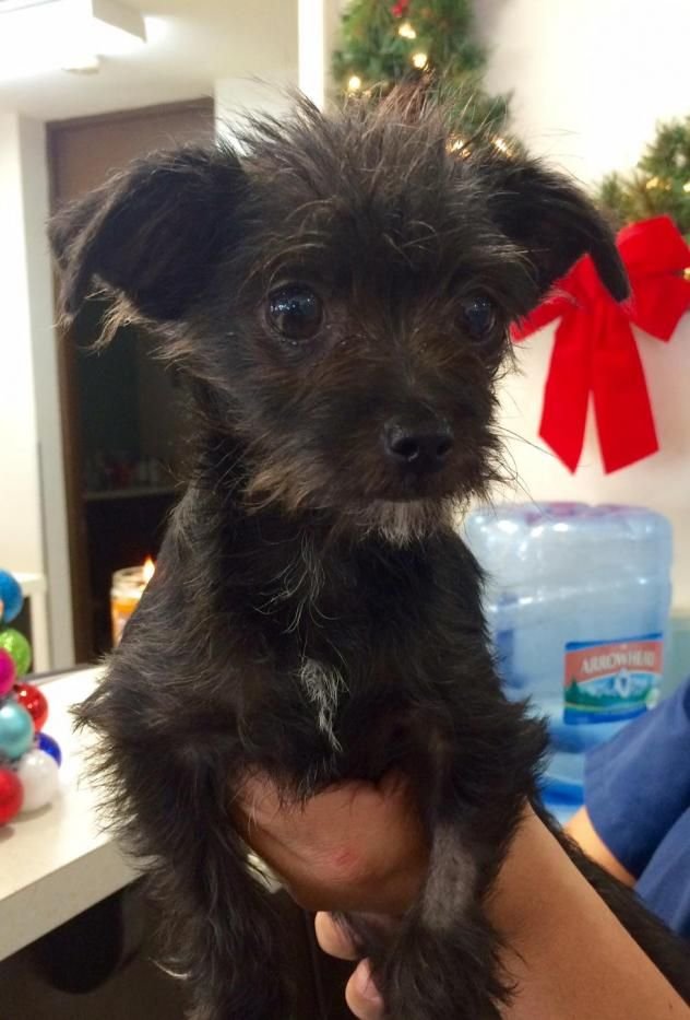 Cairn Terrier Chihuahua Mix Black